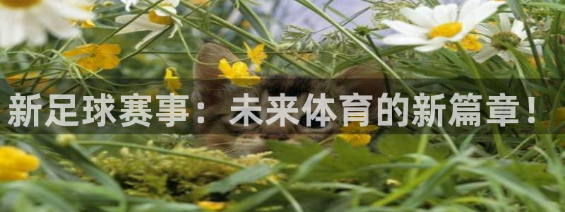 新足球赛事：未来体育的新篇章！